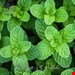 عرق نعناع فلفلی ۱
