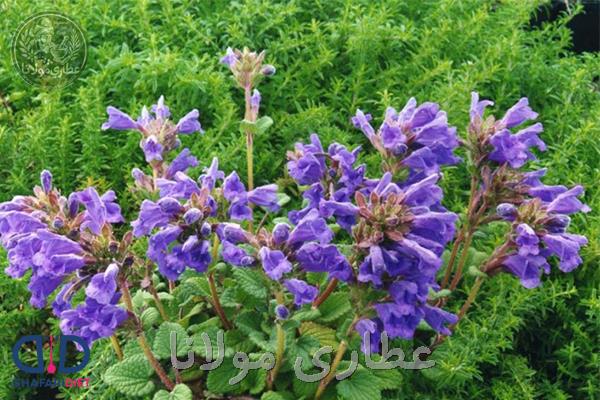 شناخت عمیق گیاه بادرنجبویه (Melissa officinalis)