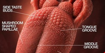 زبان ، آئینه ای کوچک از حال بدن